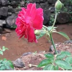 shyni john - @shyni2573 - Instagram