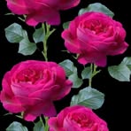 Shyni Jose - Facebook