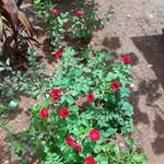 Shyni Krishnan - @krishnan.shyni - Instagram