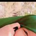 Sia Teh Saha - Facebook