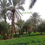 Siad Said - @siadhachlaf - Instagram