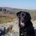 Sian Brooks - @all.the.paws.44 - Instagram