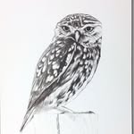 Sian Cook - @sians_ink_drawings - Instagram
