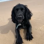 Sian Gregory - @sprocker_minnie - Instagram