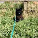 sian Maxwell - @bearthechow0110 - Instagram