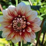 Sian Wright - @highercharminsterblooms - Instagram