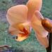 Sibyl Wright - Facebook