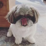 Sidney Fletcher-Boutin - @sid_the_shih_tzu - Instagram