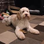 Sidney Lecomber-Fletcher - @sidney.the.cockapoo - Instagram