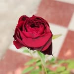 sid Lee 001 - @sidlee001 - Instagram