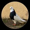 القران الكريم - @sid._.pageu - TikTok