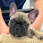 Sid Richardson - @sid.thefrenchiekid - Instagram