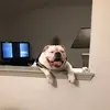 sid smith - @sid.smith41 - TikTok