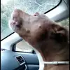Sterling Whiteside - @sterling.whitesid - TikTok