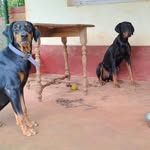 siddarth shetty - @blitzid99 - Instagram