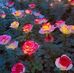 Siddharth Pandit - Facebook