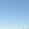 Sydney albert - @sydney.albert1 - TikTok