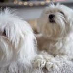 Sidney Beard - @c_jeannie___chaisson - Instagram