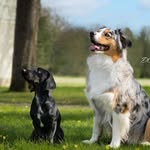 @sidney_berger_australien_ - Instagram