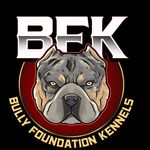 Sidney black - @bullyfoundationkennels - Instagram