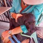 Sidney Caro - @sidspuppies4 - Instagram