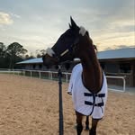 Sidney Gillespie - @sjg.equestriannn - Instagram