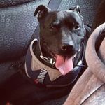 Sidney D'Alesio-Higgins - @sidtherescuestaffy - Instagram