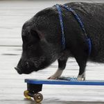 Sidney Hilton Använder Ej - @sid_piggy_private_bananastyle - Instagram