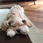 Sidney Houston - @sidneylechien - Instagram