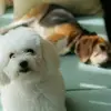 千里游人 - @sidneyhuang - TikTok