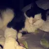 sidneyjansen - @sidneyjansen - TikTok