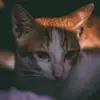sidney.kendall - @serafina.daniil.26910 - TikTok