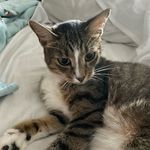Sidney Leonard - @petuniadacat - Instagram