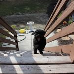 Sidney Parks - @the_pup_pepper - Instagram