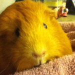 Sidney Poole - @stpsidneypoole - Instagram