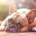 Sidney Pope - @puppy.cool.friends - Instagram