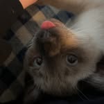 Sidney Oscar Piper - @sidney_rules123 - Instagram