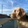 sydneyschneider - @sydneyschneiider - TikTok