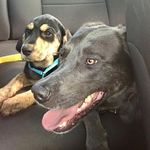 Sidney & Shelby - @silver.sidney - Instagram