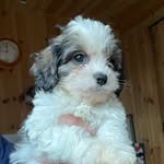 Sidney - @sidney_spencer_the_cavachon - Instagram
