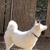 SidneyChris_YIp_7 - @sidneychris_yip_7 - TikTok