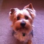 Sid - @sidney_yorkie - Instagram