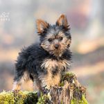 Sidney - @sidney_yorkshire_terrier - Instagram
