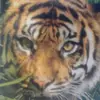 siegfriedmeyer261 - @siegfriedmeyer261 - TikTok