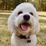 Siena Bean 🐾 - @siena_poo - Instagram