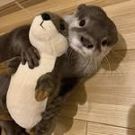 Siena - @siena.brownie - Instagram