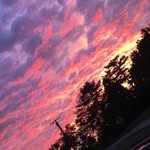 Siena ward - @siena637 - Instagram