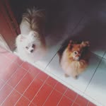 XPBS - @xenapoppybarronsienna - Instagram