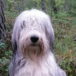@sienna_beardedcollie - Instagram