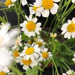 Sienna Boyer - @siennas_flowers - Instagram